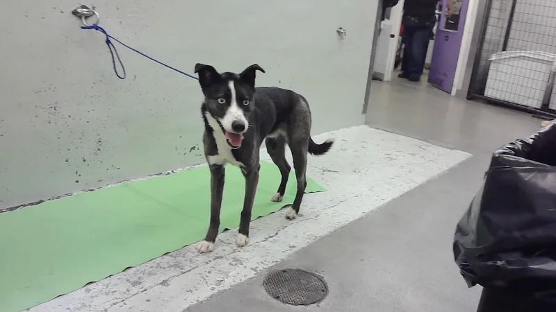 An adult medium-sized male Labrador Retriever dog named Finely for adoption in Houston, TX