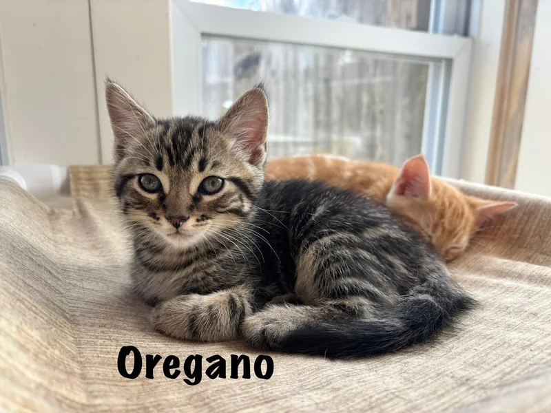 A baby medium-sized male Domestic Short Hair cat named Oregano for adoption in Vineyard Haven, MA