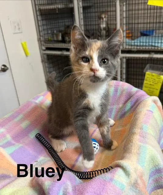A baby medium-sized female Dilute Calico Domestic Short Hair cat named Bluey for adoption in Millerstown, PA