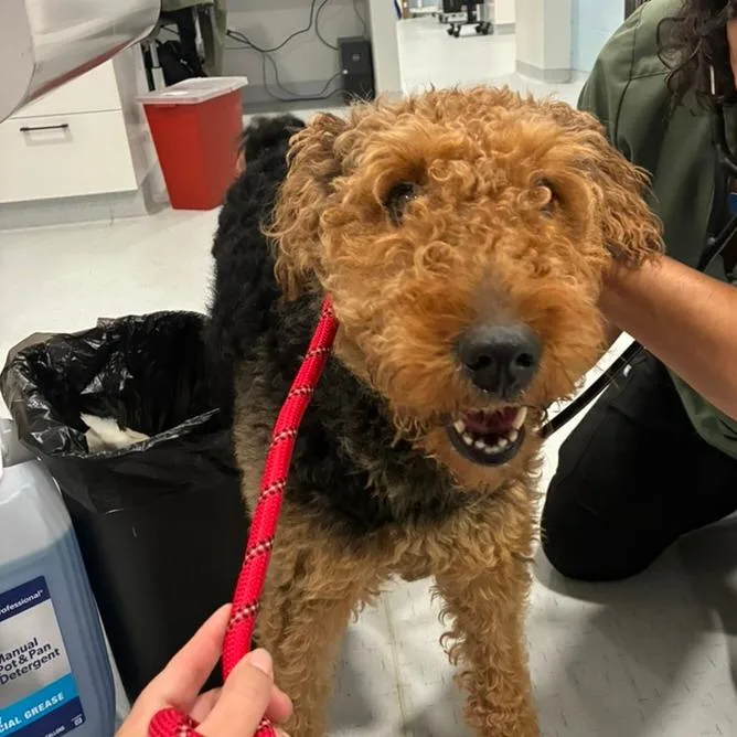 An adult large-sized female Brown / Chocolate Airedale Terrier dog named Dutchess for adoption in Northbrook, IL
