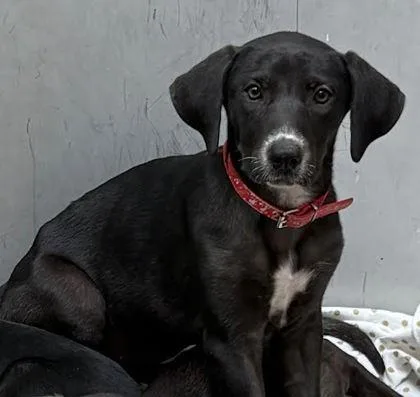 A baby small-sized female Labrador Retriever dog named Stevie for adoption in Washington, DC