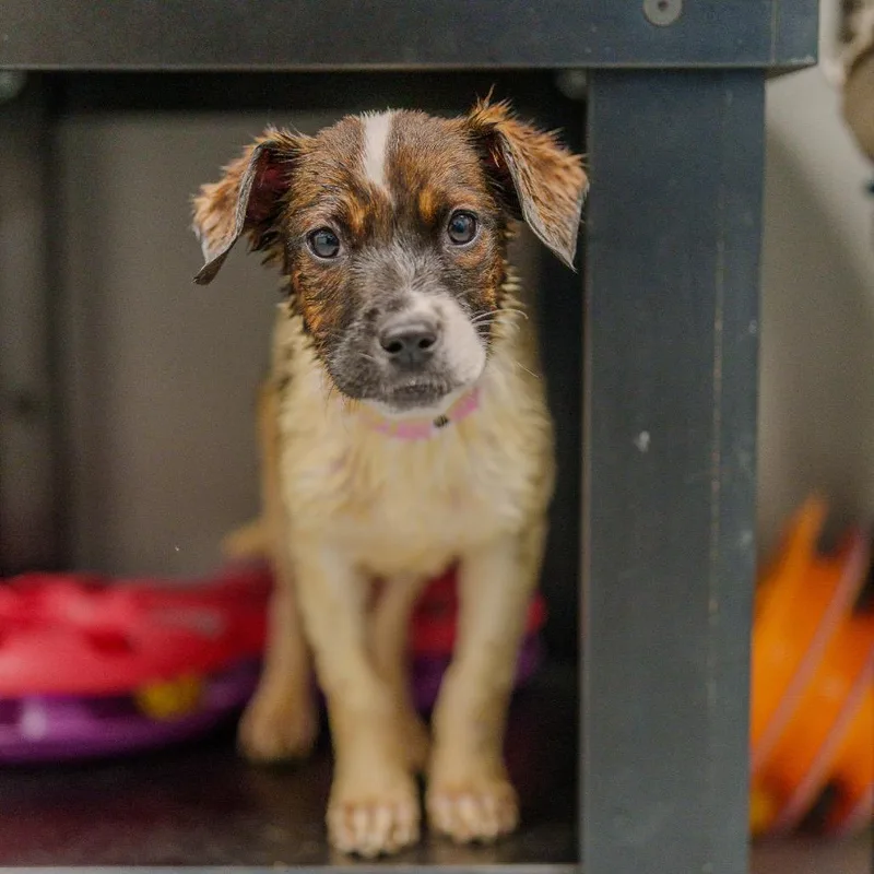 A baby small-sized female White / Cream Cattle Dog dog named Beyonce Knowles for adoption in Pawling, NY