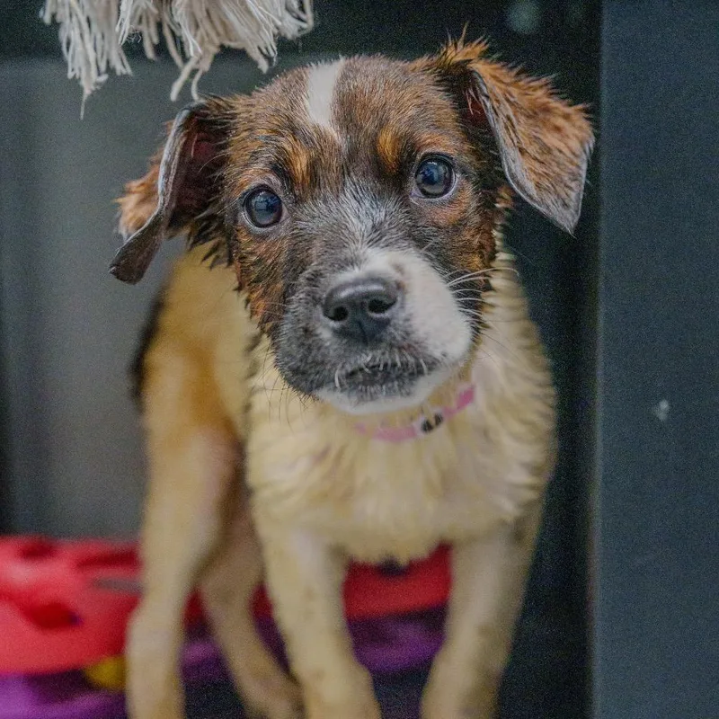 Beyonce Knowles thumbnail 2