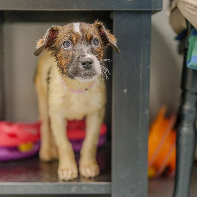 Beyonce Knowles thumbnail 3