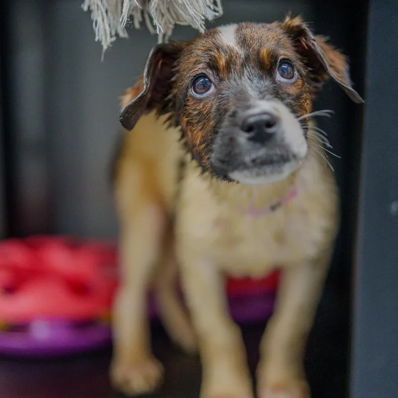 Beyonce Knowles thumbnail 4