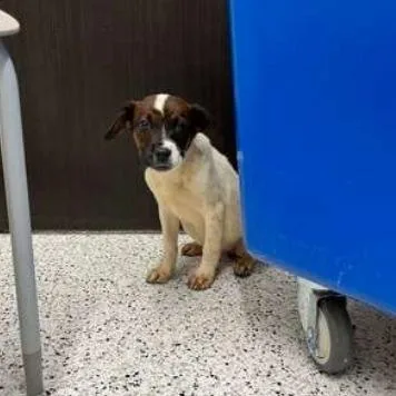 Beyonce Knowles thumbnail 5