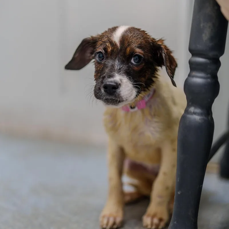 Beyonce Knowles thumbnail 6