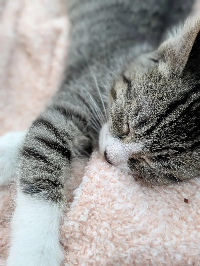 A baby small-sized male Gray & White Domestic Short Hair cat named Enzo for adoption in Kansas City, MO