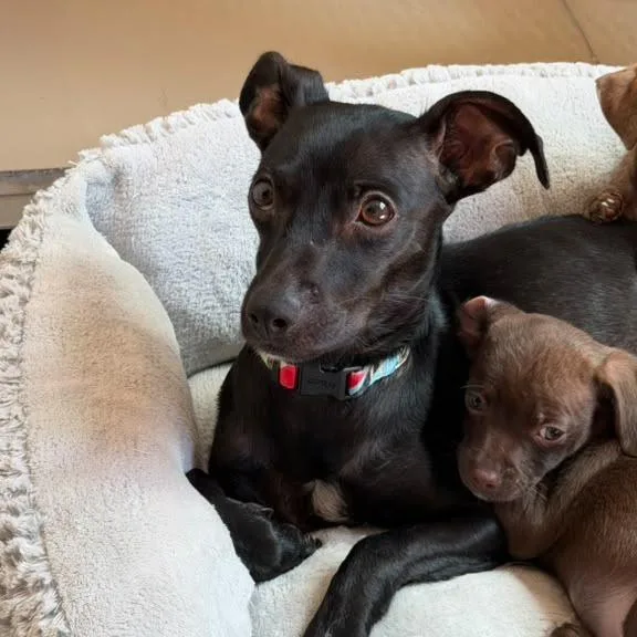 An adult small-sized female Black Chihuahua dog named Zuri for adoption in San Pablo, CA