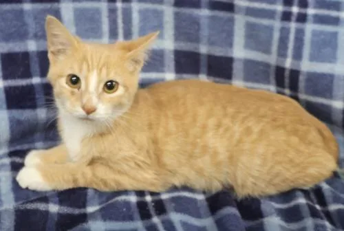 A young medium-sized female Buff / Tan / Fawn Domestic Short Hair cat named Bestie for adoption in Thief River Falls, MN
