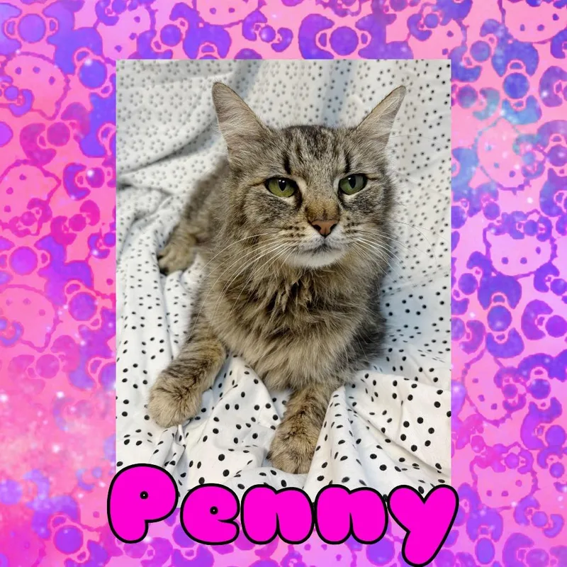 A young medium-sized female Brown / Chocolate Domestic Long Hair cat named Penny for adoption in Royse City, TX