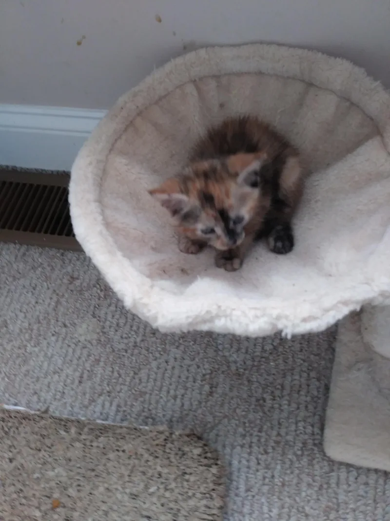 A baby medium-sized female Torbie Domestic Short Hair cat named Toffee for adoption in Heathsville, VA