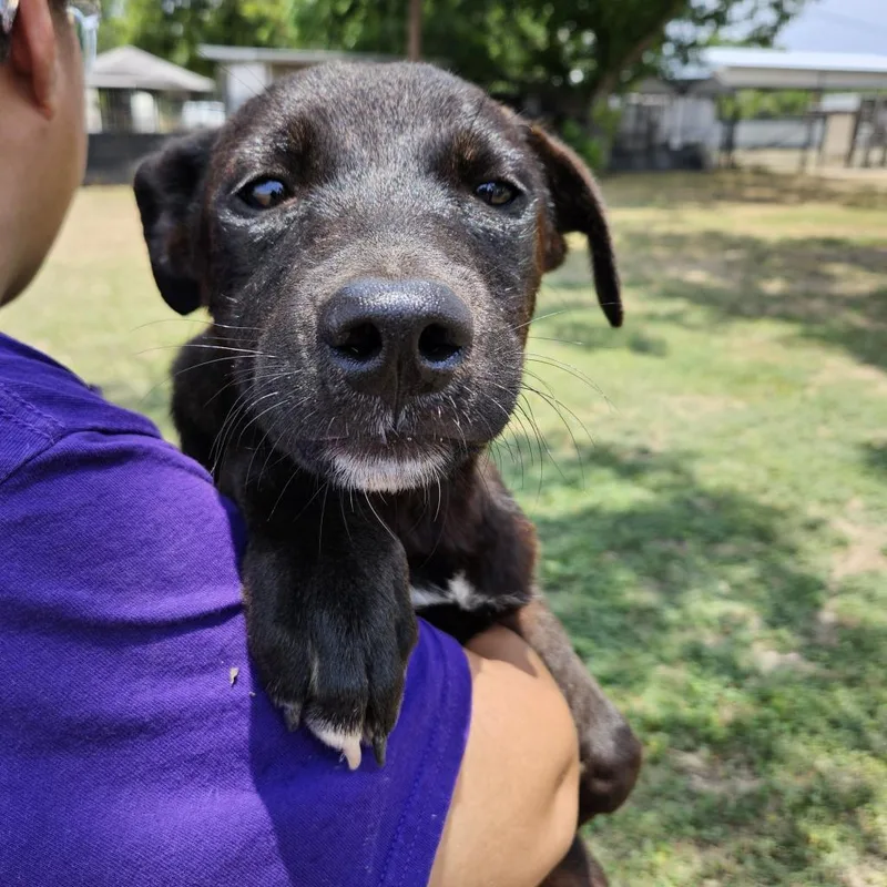 Rako Jum thumbnail 2