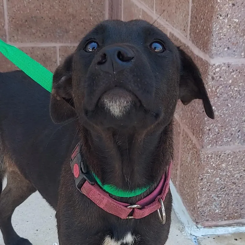 Rako Jum thumbnail 4