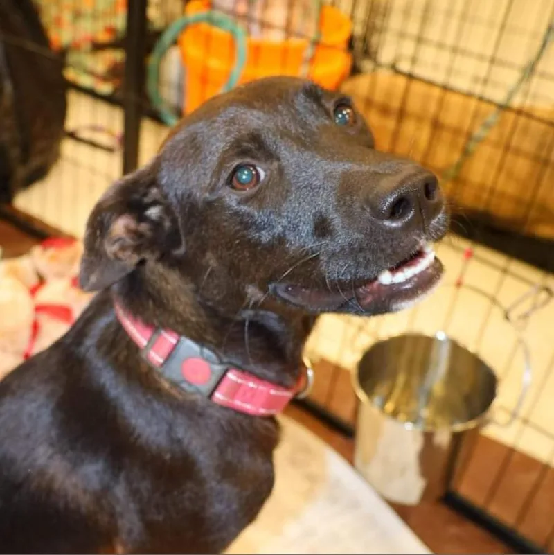 Rako Jum thumbnail 5