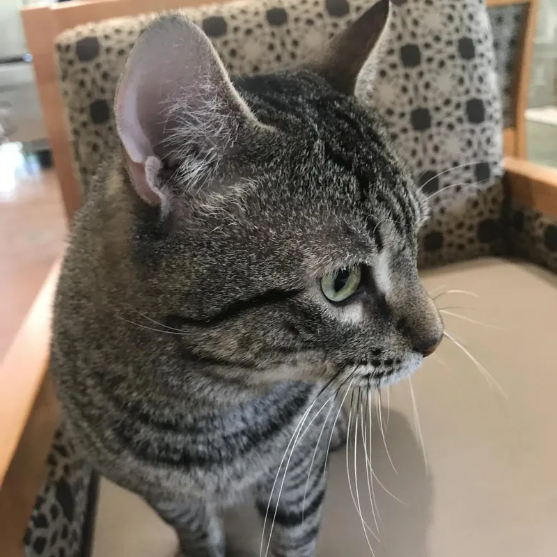 A senior medium-sized male Domestic Short Hair cat named Fink for adoption in Cumming, GA