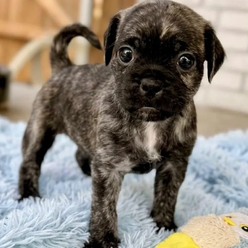 A baby small-sized male Chug dog named Waylon for adoption in Rockwall, TX