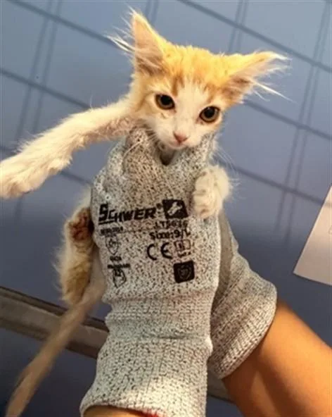 A baby small-sized female Domestic Short Hair cat named Jude for adoption in San Bernardino, CA