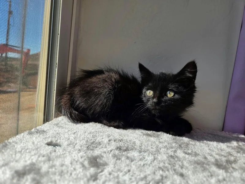 A young medium-sized male Domestic Short Hair cat named Barrel for adoption in Roosevelt, UT