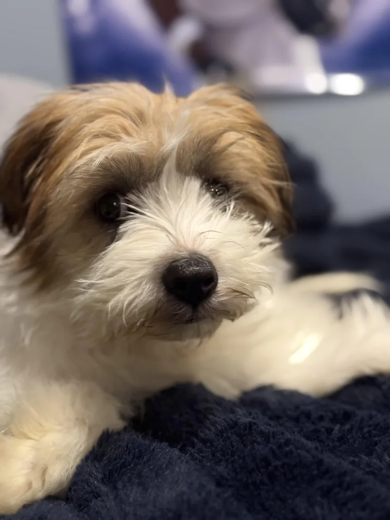 Maribelle thumbnail 2