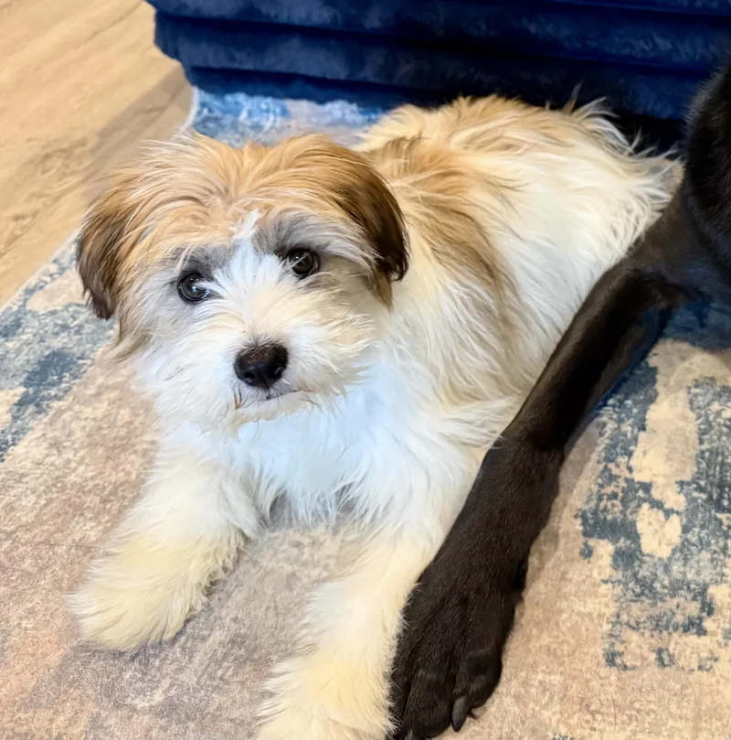 Maribelle thumbnail 3