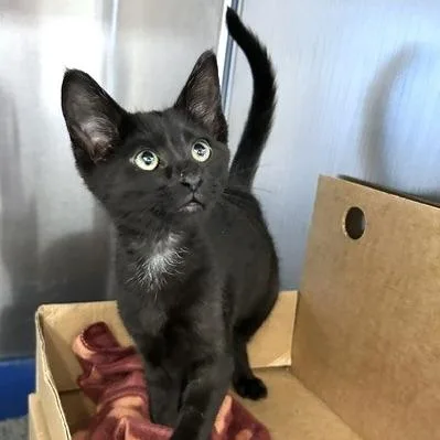 A baby small-sized male Black Domestic Short Hair cat named Cosmo for adoption in Novelty, OH