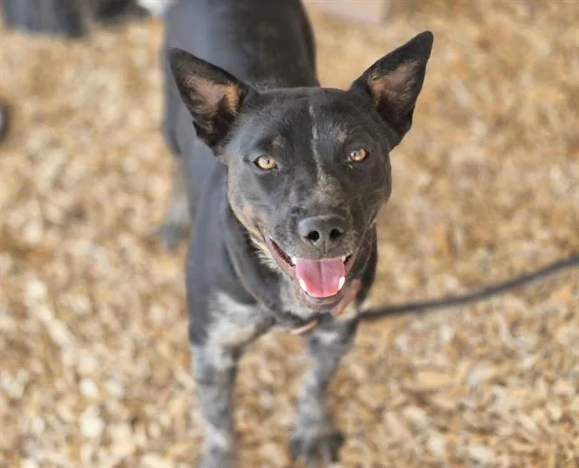 A young small-sized female Australian Cattle Dog / Blue Heeler dog named Lady for adoption in Albuquerque, NM