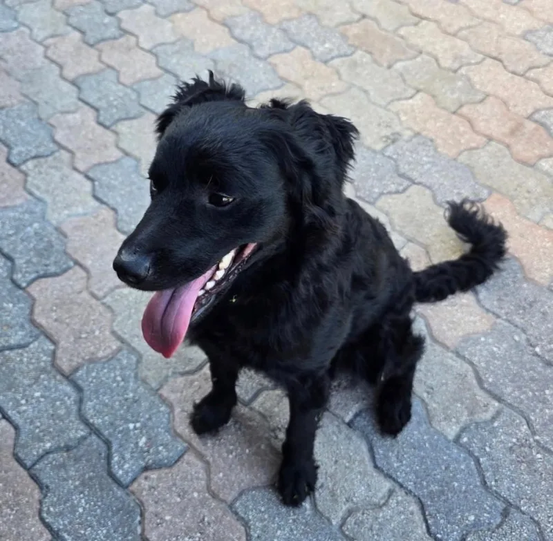 A young medium-sized female Mixed Breed dog named Lulu for adoption in Palm City, FL