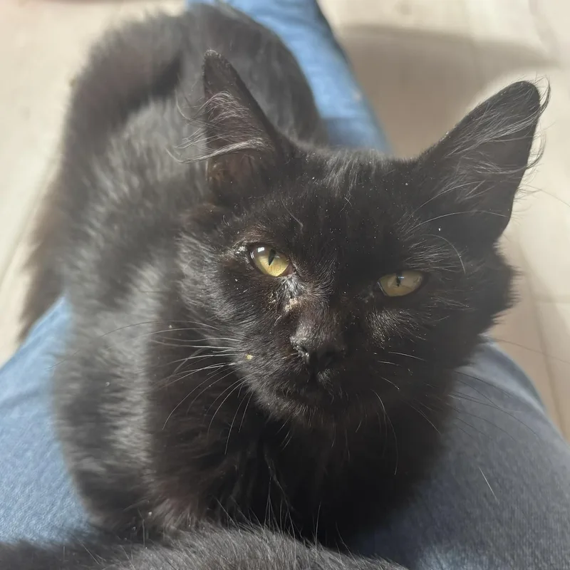 A baby medium-sized female Black Domestic Medium Hair cat named McNugget for adoption in Renton , WA