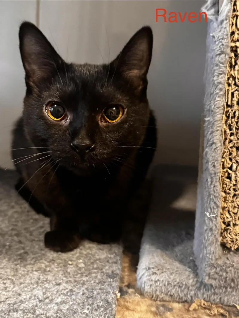 A young medium-sized female Domestic Short Hair cat named Raven for adoption in Wasilla, AK
