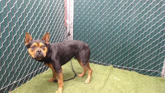 A young medium-sized male French Bulldog dog named Marshall for adoption in Downey, CA