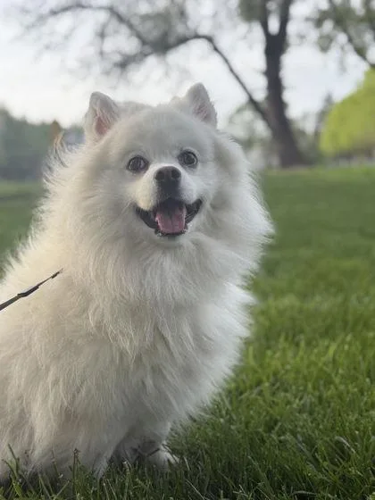 An adult small-sized male American Eskimo Dog dog named Milo for adoption in Hillsboro, OR