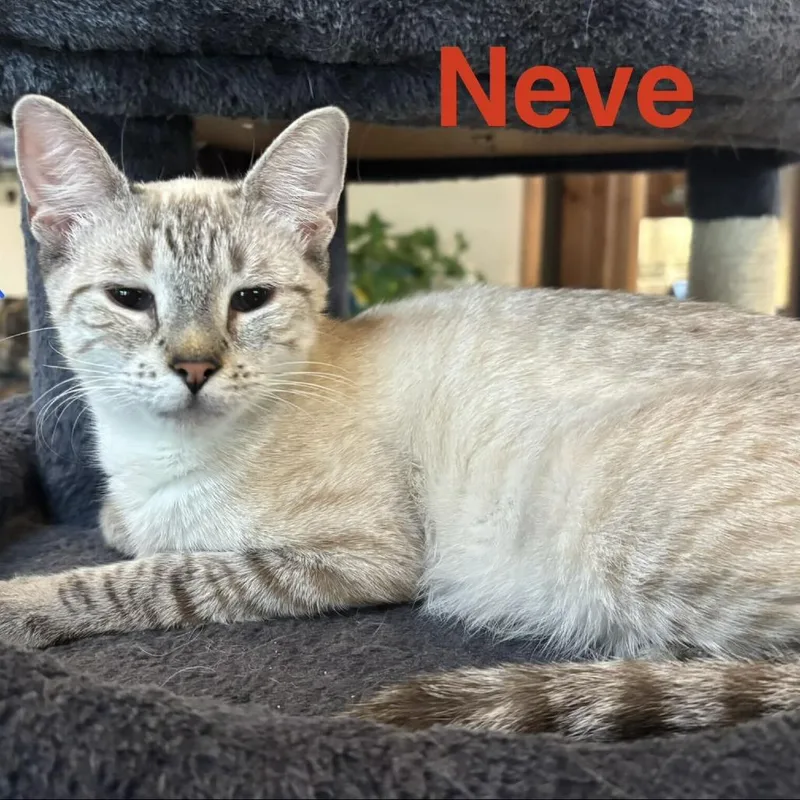 A young small-sized female White Domestic Short Hair cat named Neve for adoption in Glenfield, NY