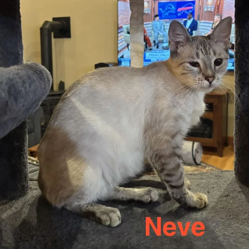 Neve thumbnail 3