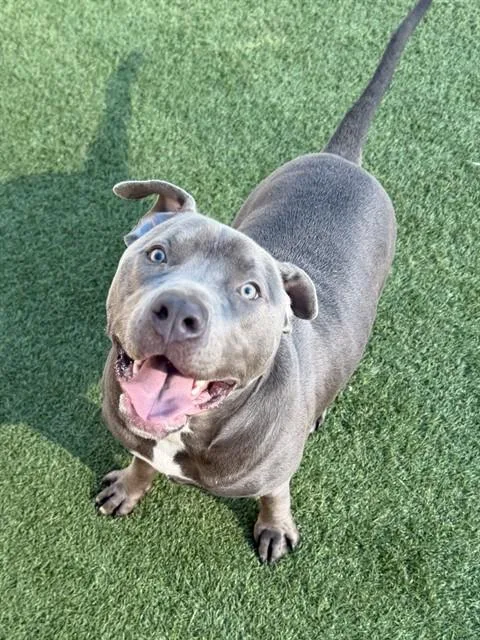 An adult large-sized male Mixed Breed dog named Bulldozer for adoption in Dallas, TX