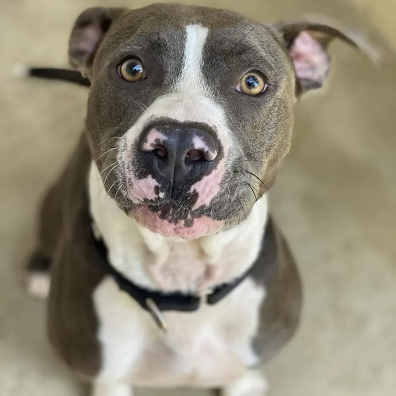 A senior large-sized male Gray / Blue / Silver Mixed Breed dog named Appa for adoption in Kyle, TX