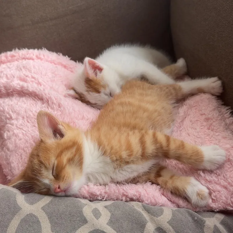 A baby small-sized male White Domestic Short Hair cat named Doc for adoption in Tempe, AZ