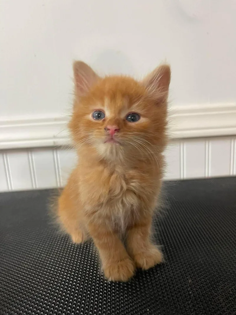 A baby small-sized male Domestic Short Hair cat named Simba for adoption in Clymer, PA