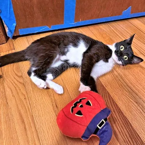 A young medium-sized female Black & White / Tuxedo Domestic Short Hair cat named Baby Girl for adoption in Rutherfordton, NC