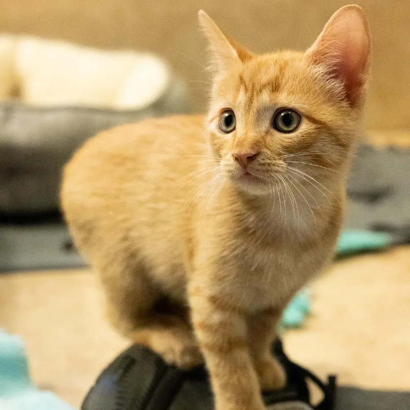 A baby small-sized male Buff / Tan / Fawn Domestic Short Hair cat named Billy the Kid for adoption in Flower Mound, TX