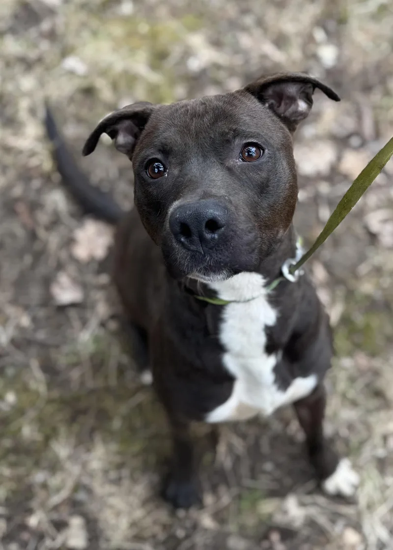 An adult large-sized male Black Mixed Breed dog named Jake for adoption in Vassalboro, ME