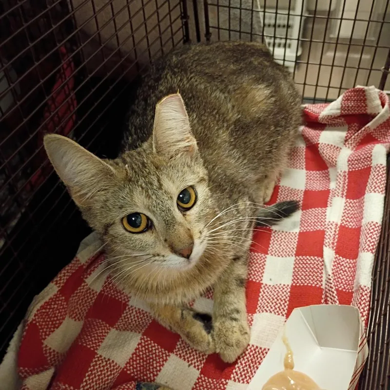 A young medium-sized female Domestic Short Hair cat named Nina for adoption in Chicago, IL