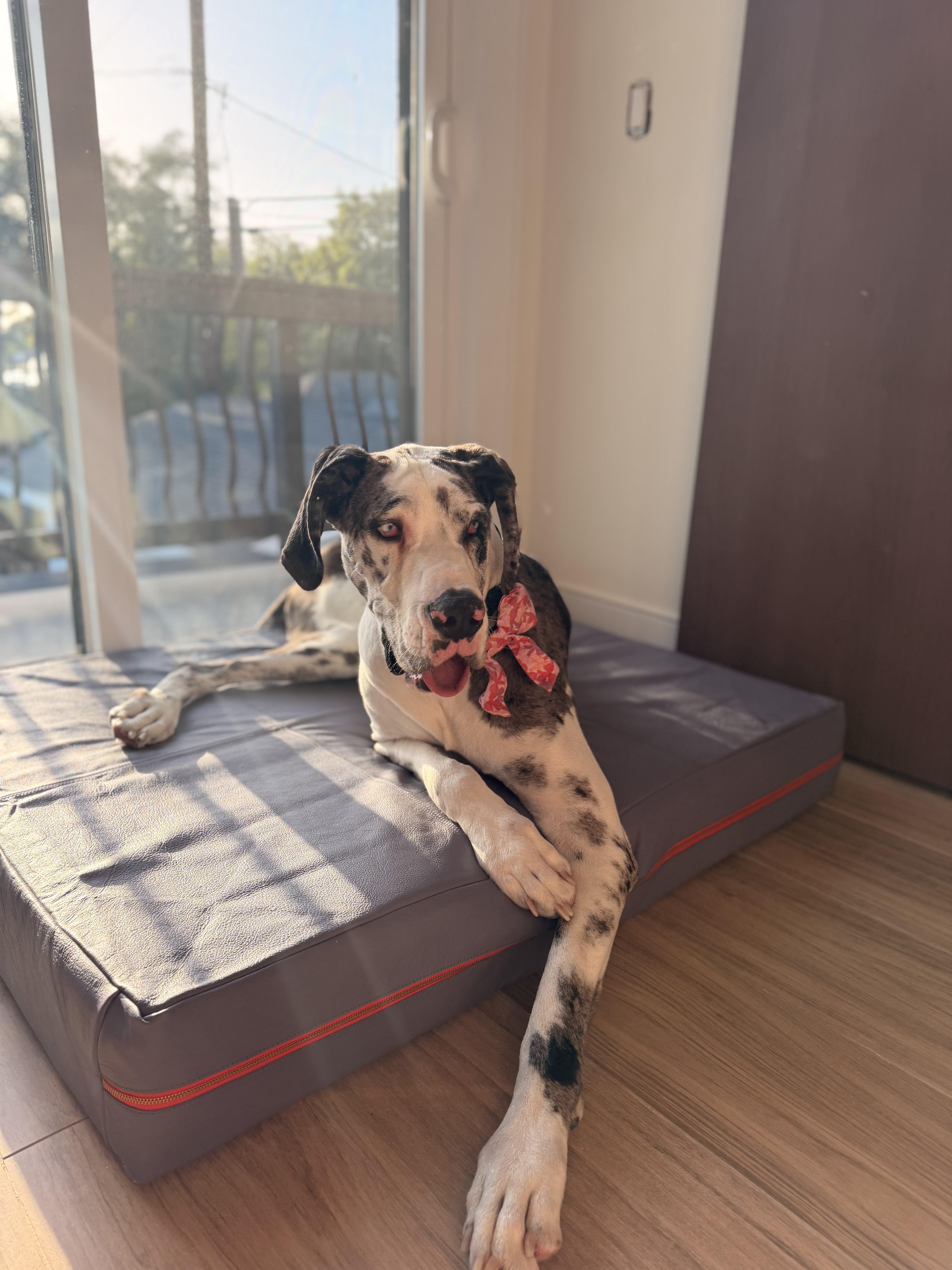 A baby extra large-sized female Merle (Blue) Great Dane dog named Ruby for adoption in Long Beach, CA