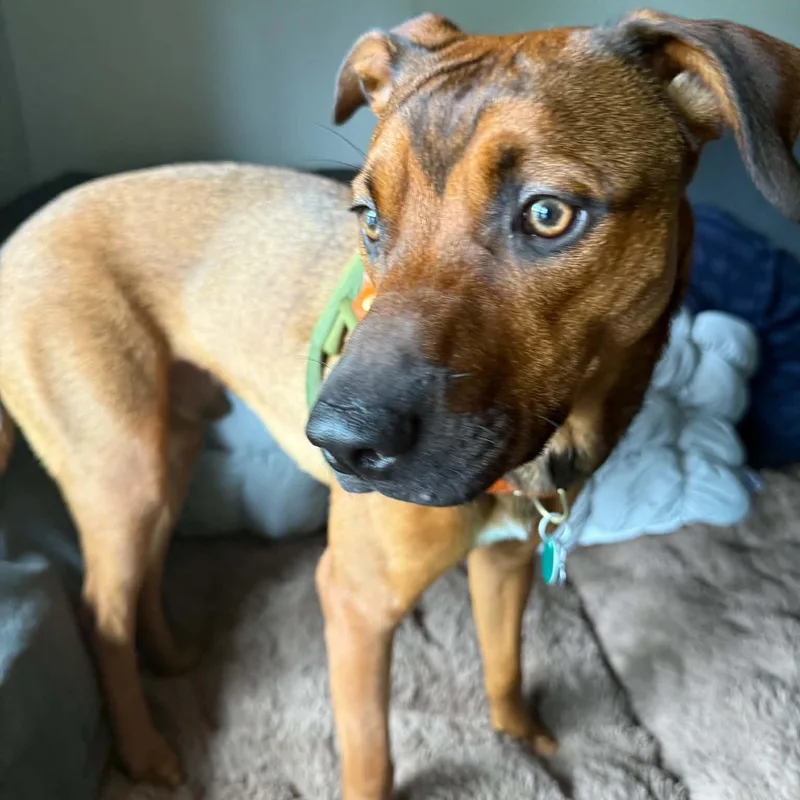 A baby medium-sized male Mixed Breed dog named Boone for adoption in East Peoria, IL