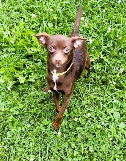 An adult small-sized female Chihuahua dog named Shakira for adoption in Belmont, NY