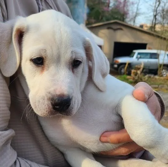 A baby medium-sized male White / Cream Labrador Retriever dog named Noodle for adoption in Albany, NY