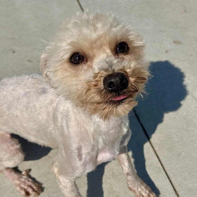 An adult small-sized female White / Cream Poodle dog named Annabelle for adoption in Matteson, IL