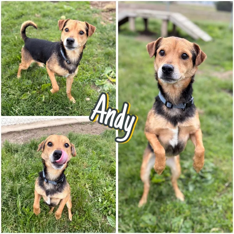 Andy thumbnail 6
