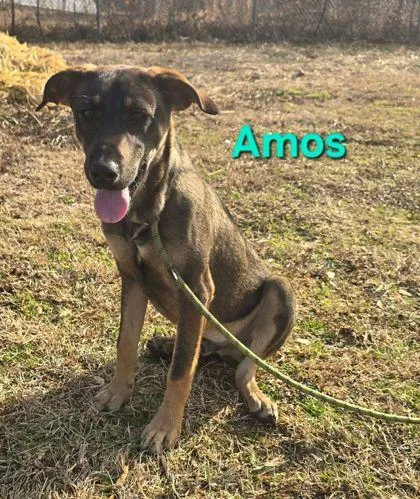 Amos