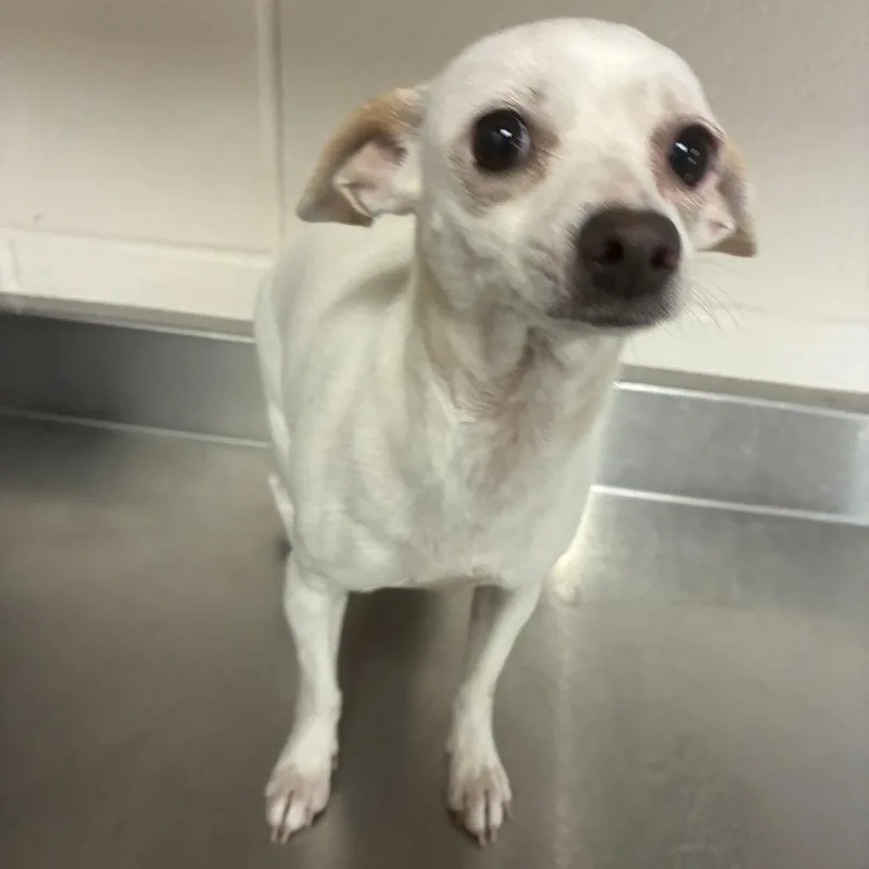 An adult small-sized female White / Cream Chihuahua dog named Blossum for adoption in San Antonio, TX